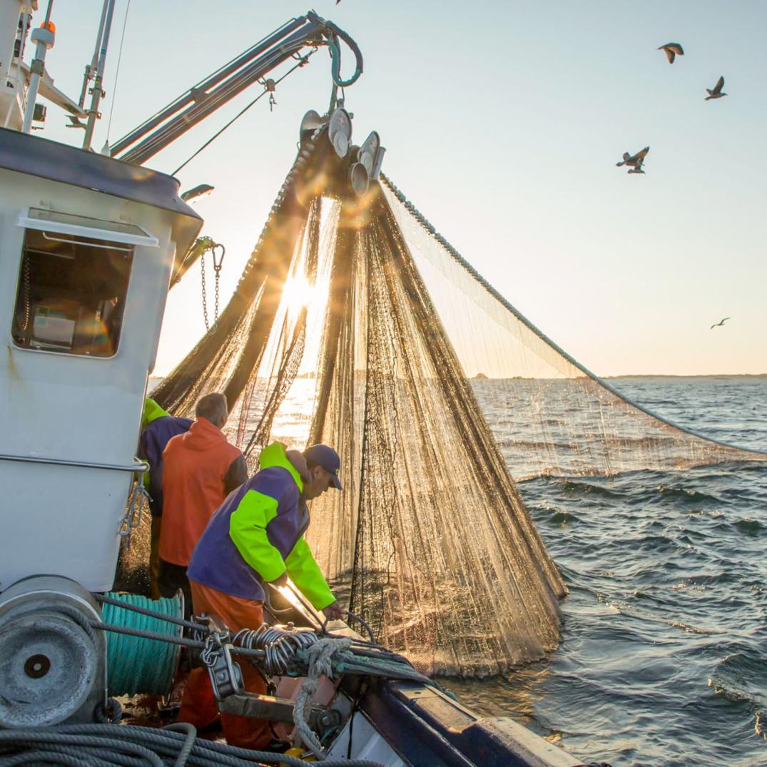 Location Image for Provisions Sardines and Beans