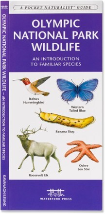 Product Image of color