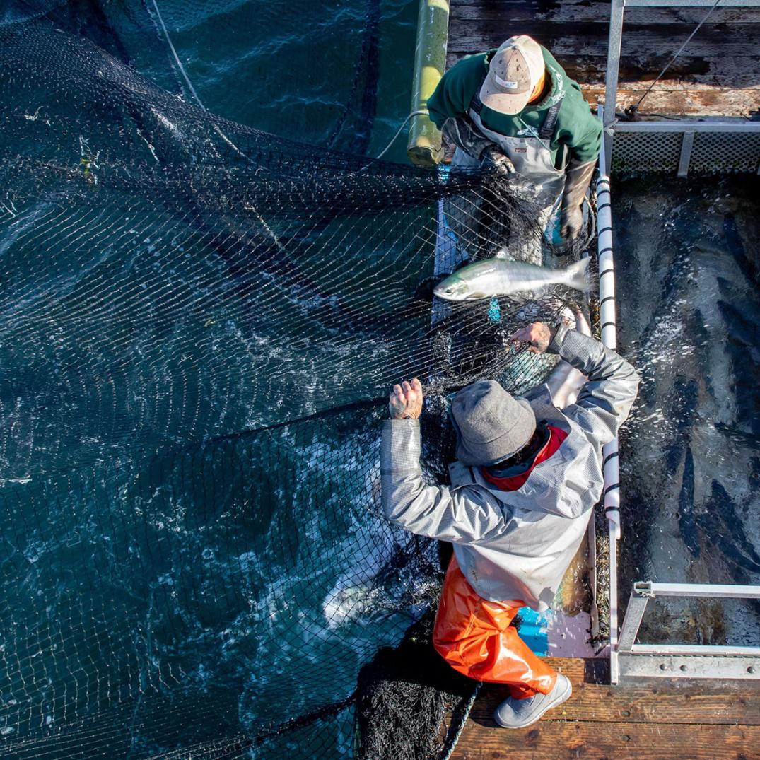 Location Image for Provisions Wild Pink Salmon