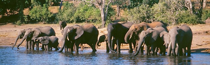 Pack your binoculars and join us for a safari in Africa, birding along the Amazon or snorkeling with sea lions in the Galapagos Islands. Pack your binoculars and join us for a safari in Africa, birding along the Amazon or snorkeling with sea lions in the Galapagos Islands.