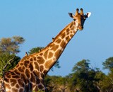 Botswana Adventure Safari – Okavango Delta