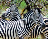 Botswana Classic Safari – Okavango Delta