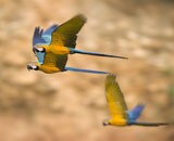 Peruvian Amazon:     Tambopata Research Center