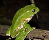 Peruvian Amazon: Heath River Wildlife Center