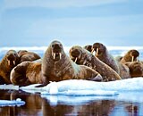 The North Pole