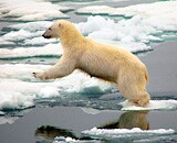 Arctic Voyages