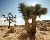 Joshua Tree Rock Climbing