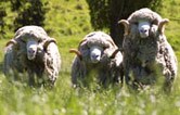 Merino sheep