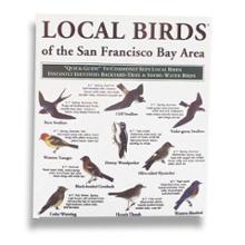  Quick Guide To Local Birds Of San Francisco Bay Area