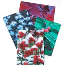 Sierra Club Assorted Boxed Holiday Cards