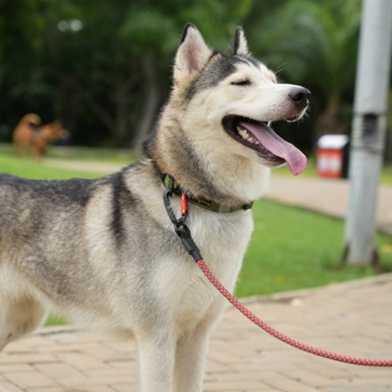 Mountain Rope Dog Leash