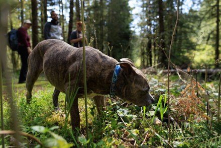 Crag Collar