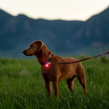 SpotLit Rechargeable Collar Light - Disc-O Tech