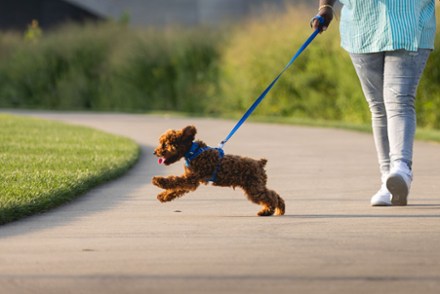 Front Range Leash