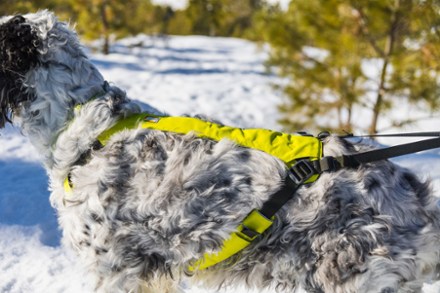 Omnijore Dog Joring System