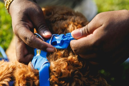 Front Range Dog Harness