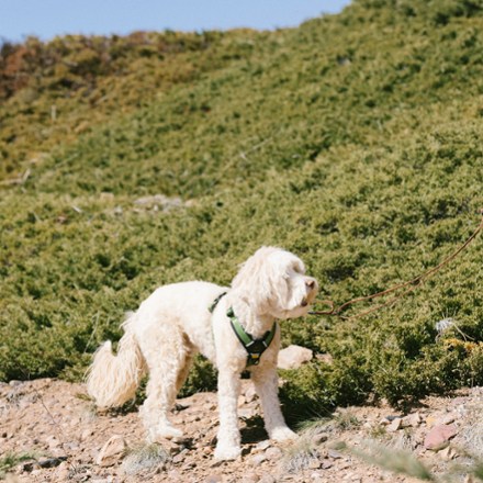 Alpine Reflective Comfort Dog Harness