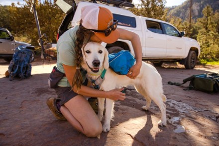 Approach Dog Pack