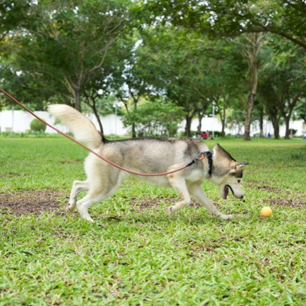 Mountain Rope Dog Leash