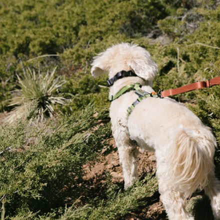Alpine Reflective Comfort Dog Harness