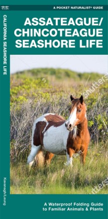 Assateague Seashore Life