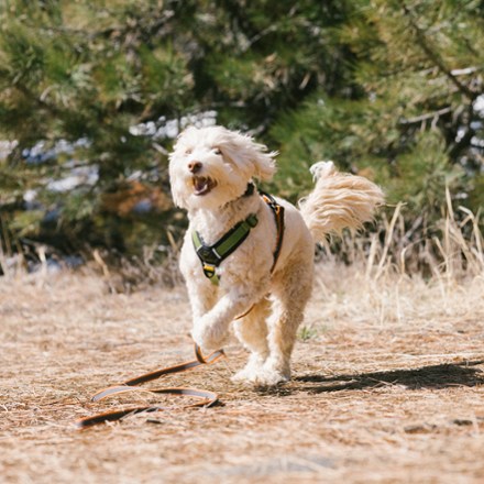 Alpine Reflective Comfort Dog Harness