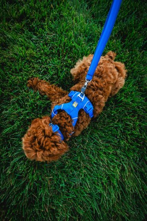Front Range Leash