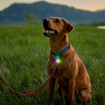 SpotLit Rechargeable Collar Light - Disc-O Tech