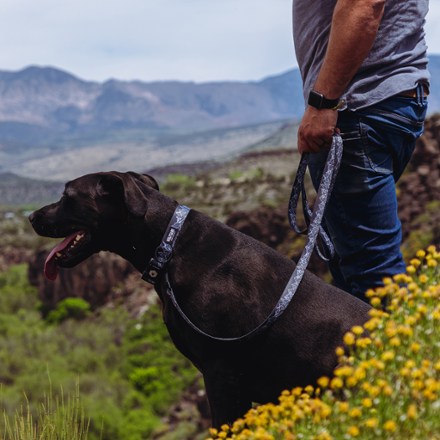 WolfMountain Dog Leash