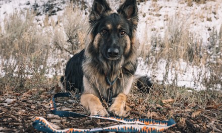 OverLand Leash