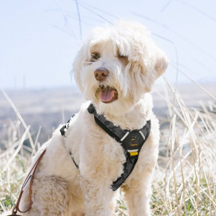 Alpine Reflective Comfort Dog Harness