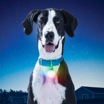 SpotLit XL Rechargeable Collar Light - Disc-O Select