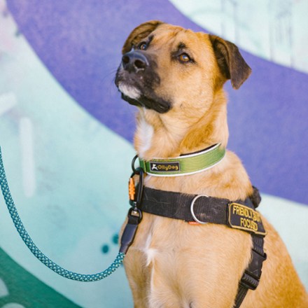 Flagstaff Reflective Comfort Adjustable Dog Collar
