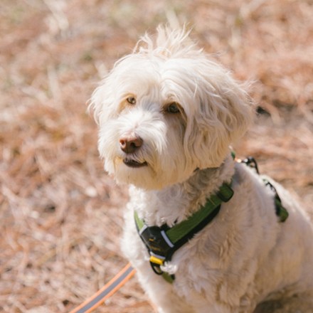 Alpine Reflective Comfort Dog Harness