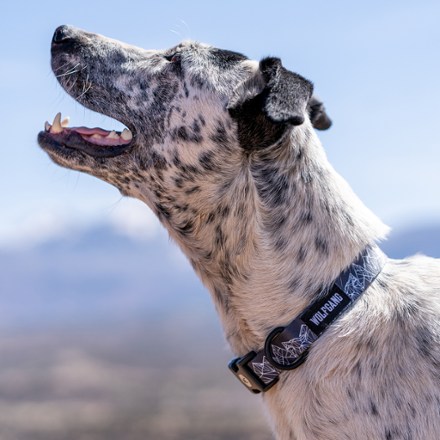 WolfMountain Dog Collar