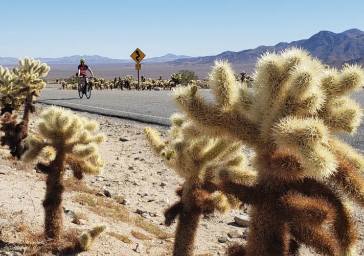 As we drop to lower elevations in the park, the climate becomes perfect for a remarkable concentration of cacti: the Cholla Cactus Garden.