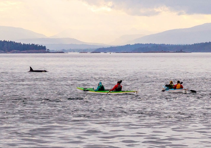 Spotting orca from the seat of your kayak is a truly unforgettable experience.