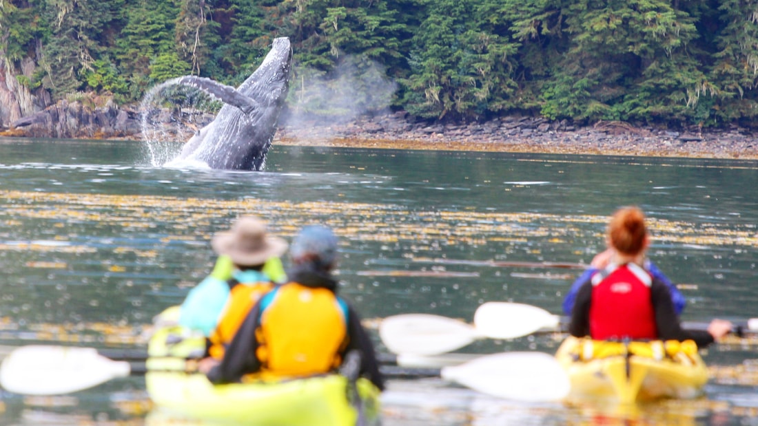 A whale breaches in front of a boat.
