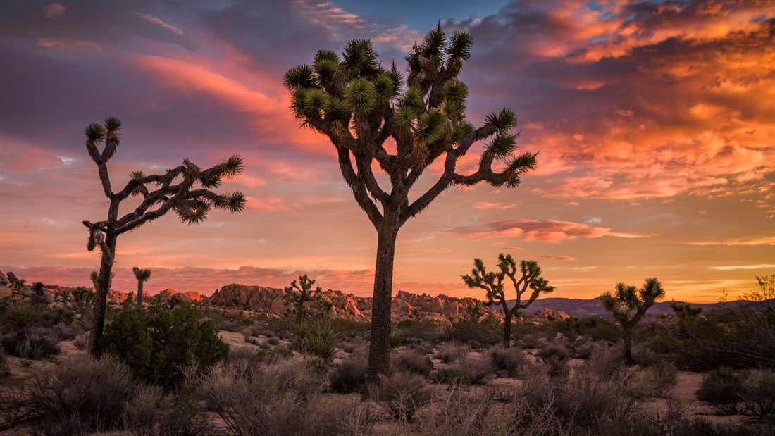sunset in Joshua Tree National Park