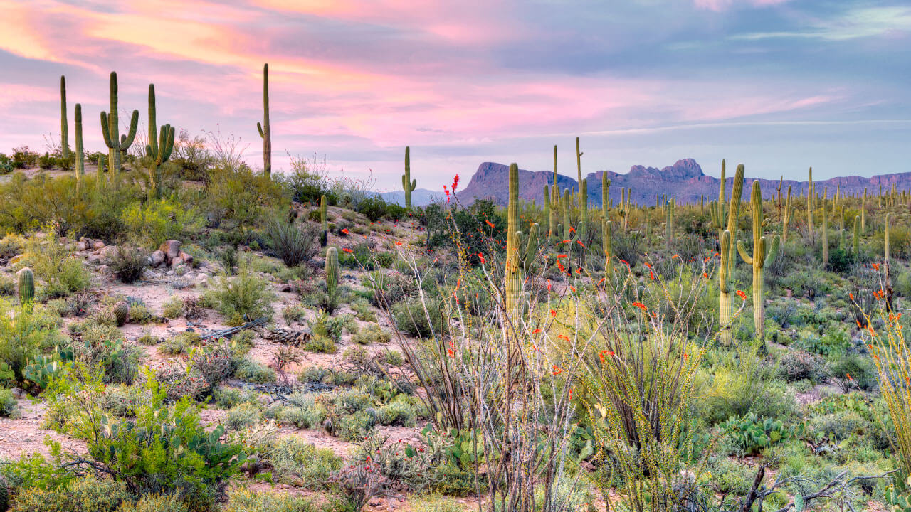 Savor The Days: The Saguaro National Park