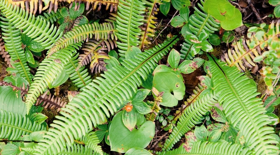A close-up view of fern fronds and other plants growing together, lush and green.