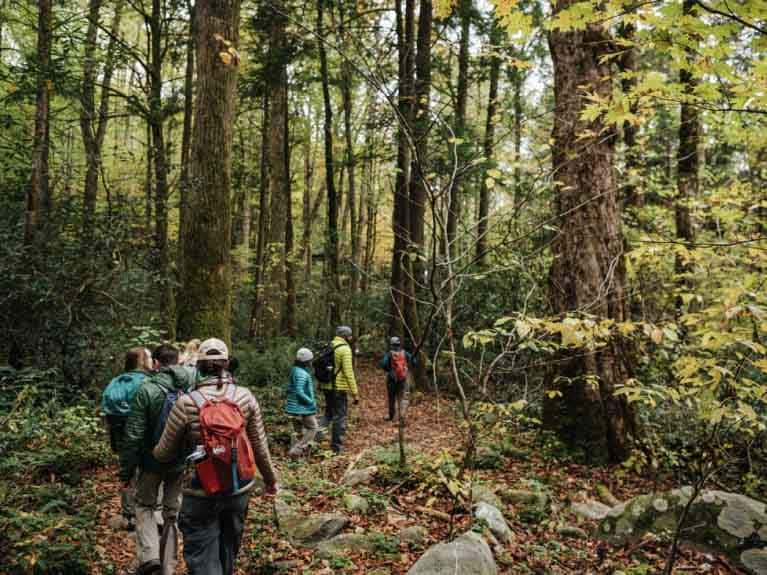 A group of hikers in a forest with bright clothing on