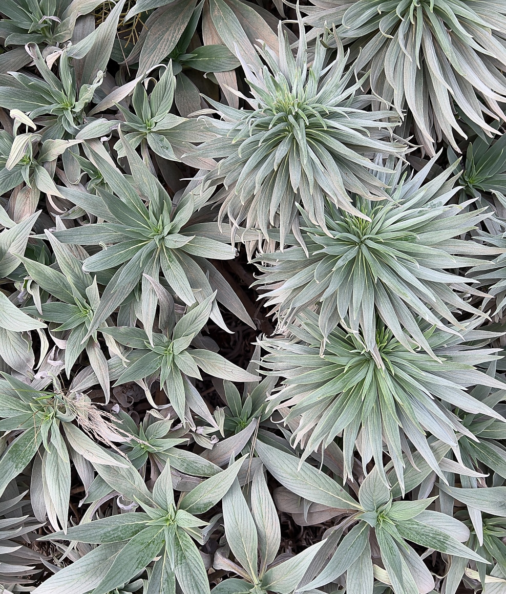 A grouping of green plants.