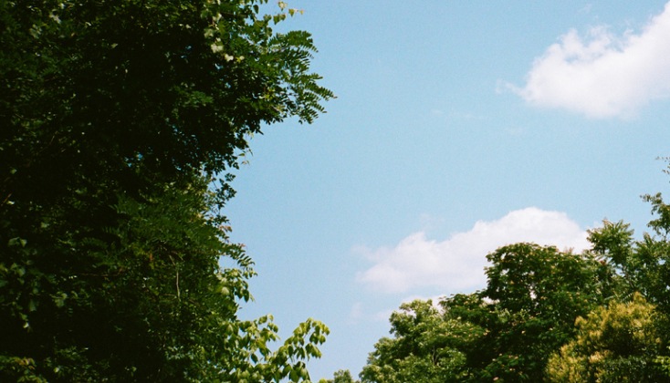A view looking up at trees and blue sky.