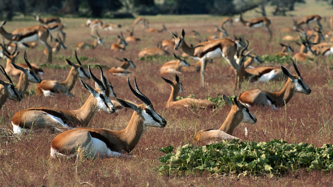 Tanzania Safari See Serengeti Wildlife Travel with REI