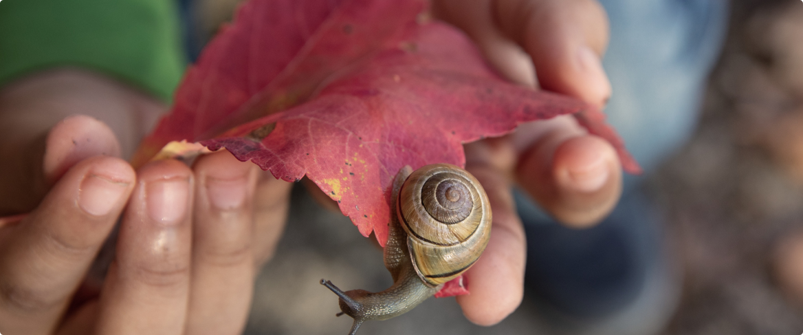 hands holding red leaf with snail on it
