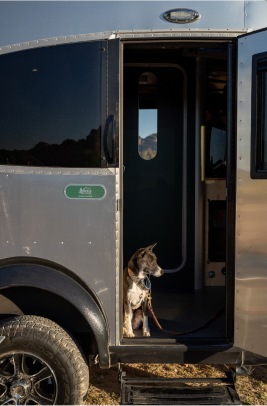 A dog waits inside a trailer.