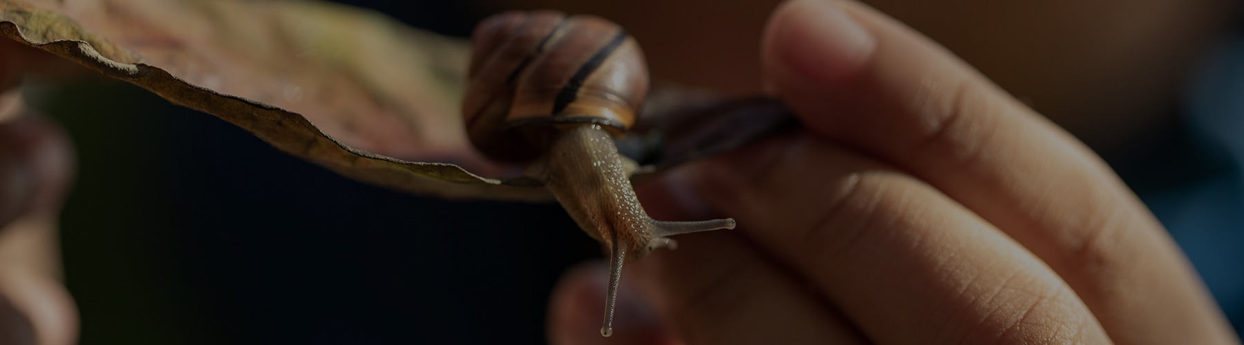 Hand of a Black child holding a fallen leaf with a snail on it.