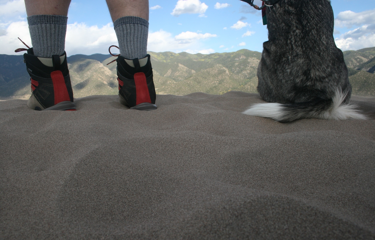 Pups in Parks How to Experience U.S. National Parks with Your Dog