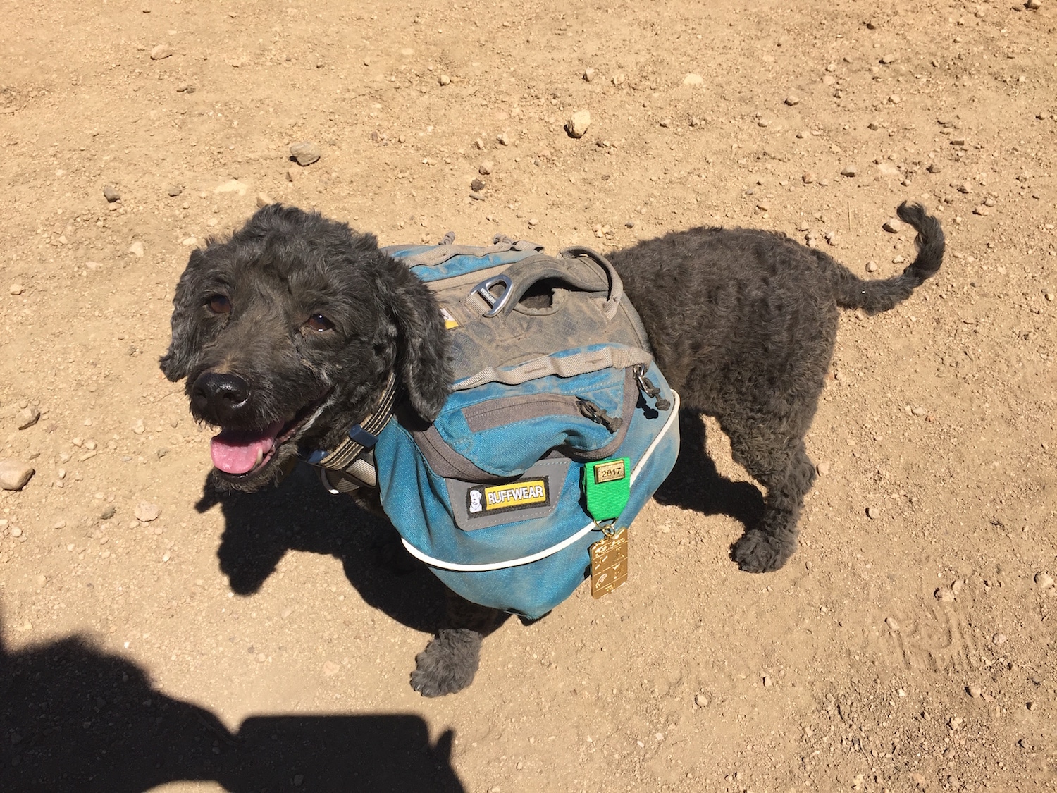 The Best Hiking Gear for Dogs REI Coop Journal